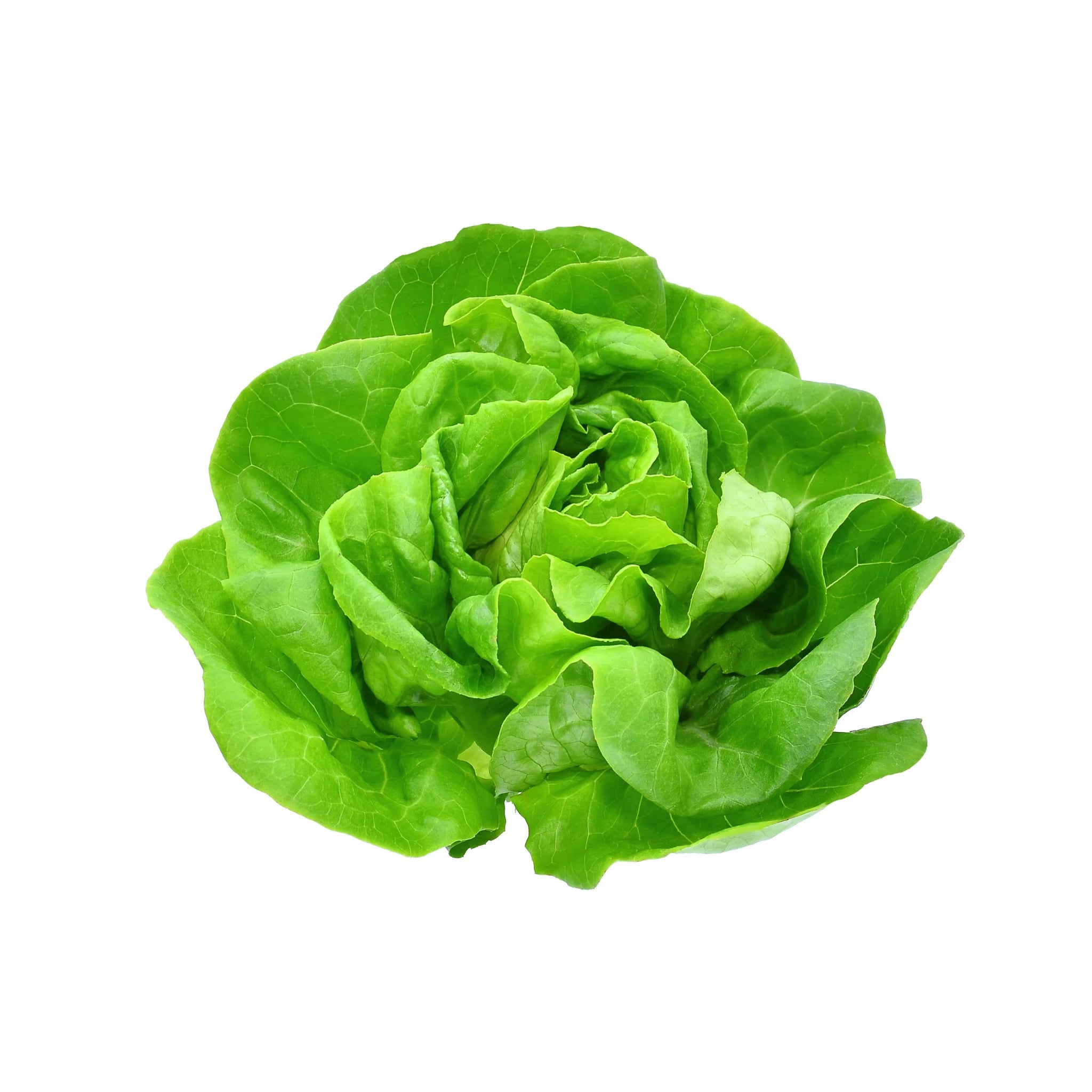 BOSTON LETTUCE