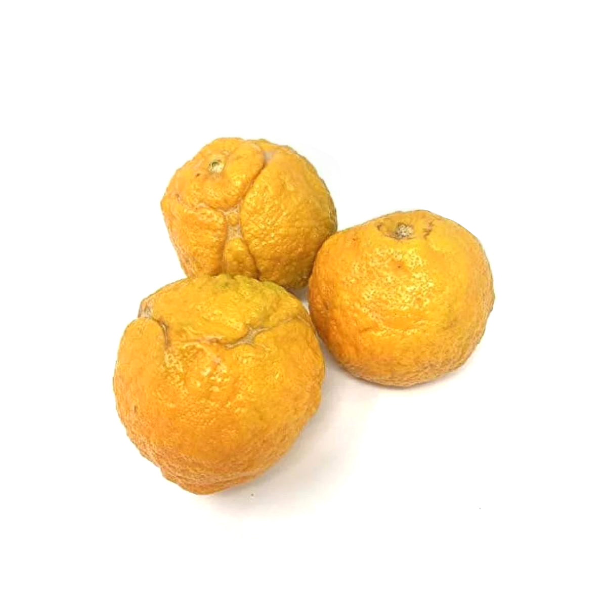 SOUR ORANGE