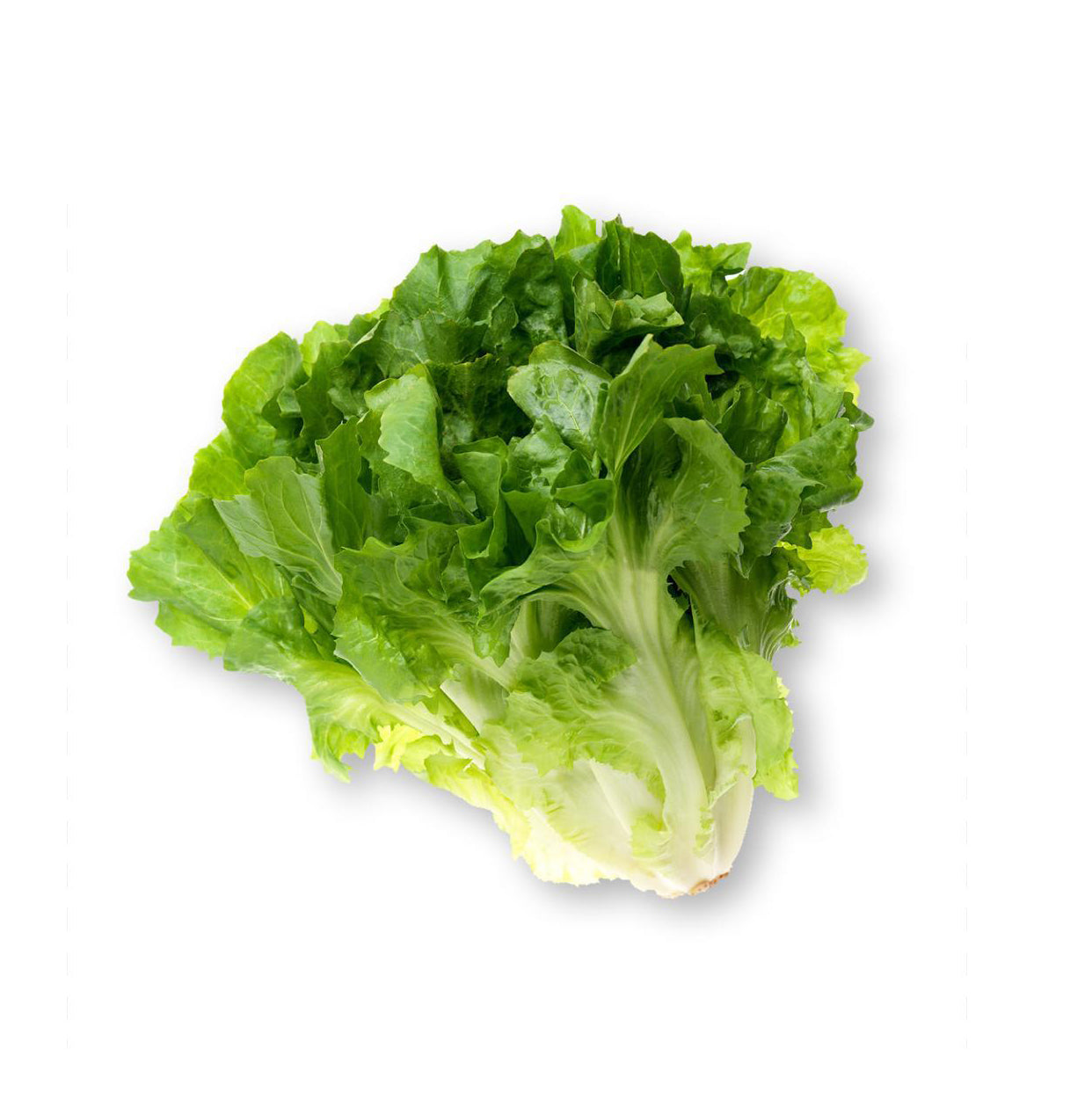 ESCAROLE