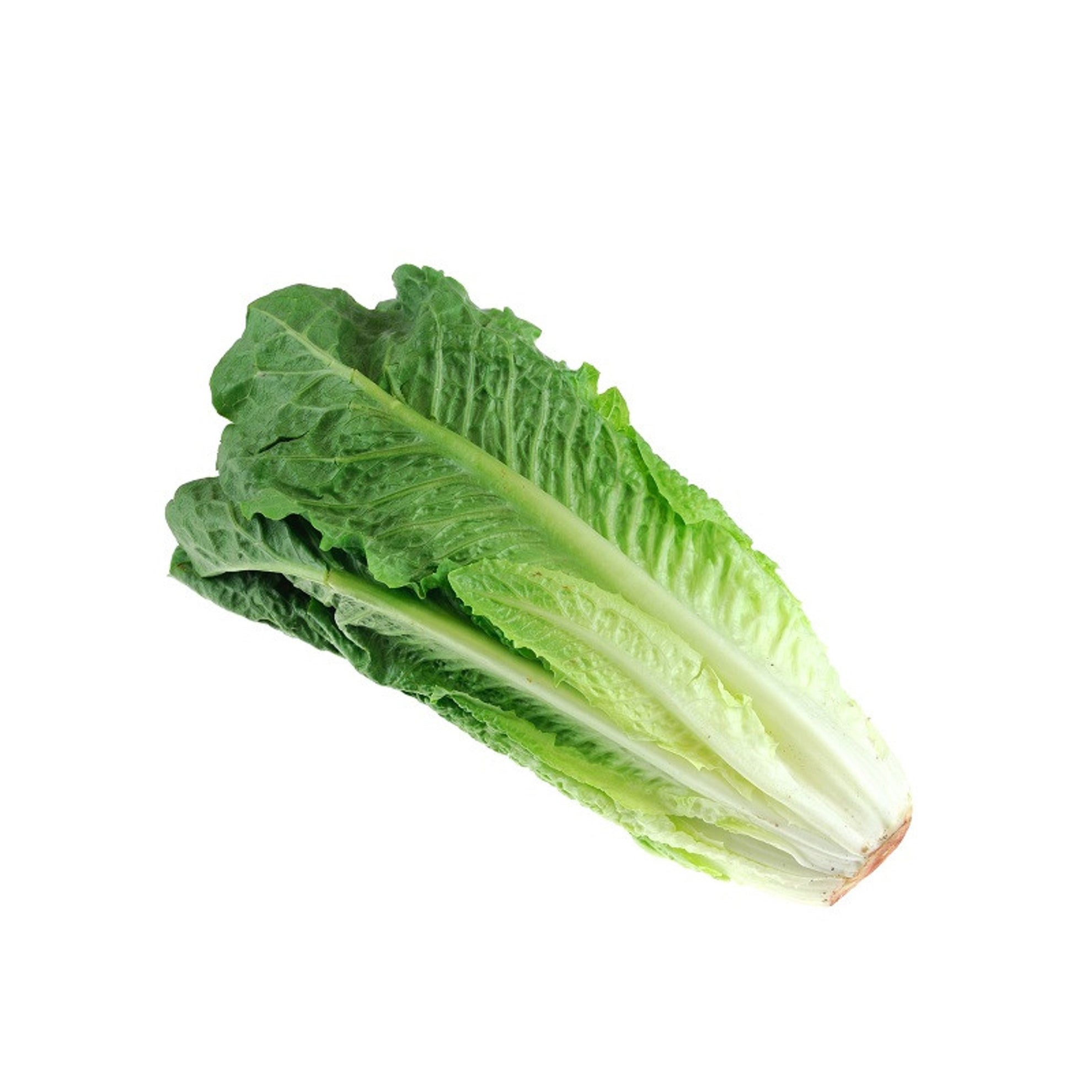 OG ROMAINE LETTUCE