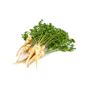 PARSLEY ROOT