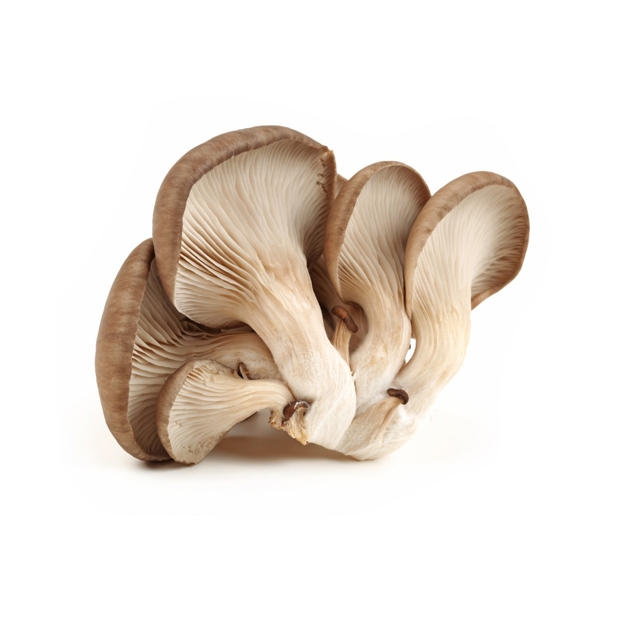 MUSHROOM OYSTER LOOSE