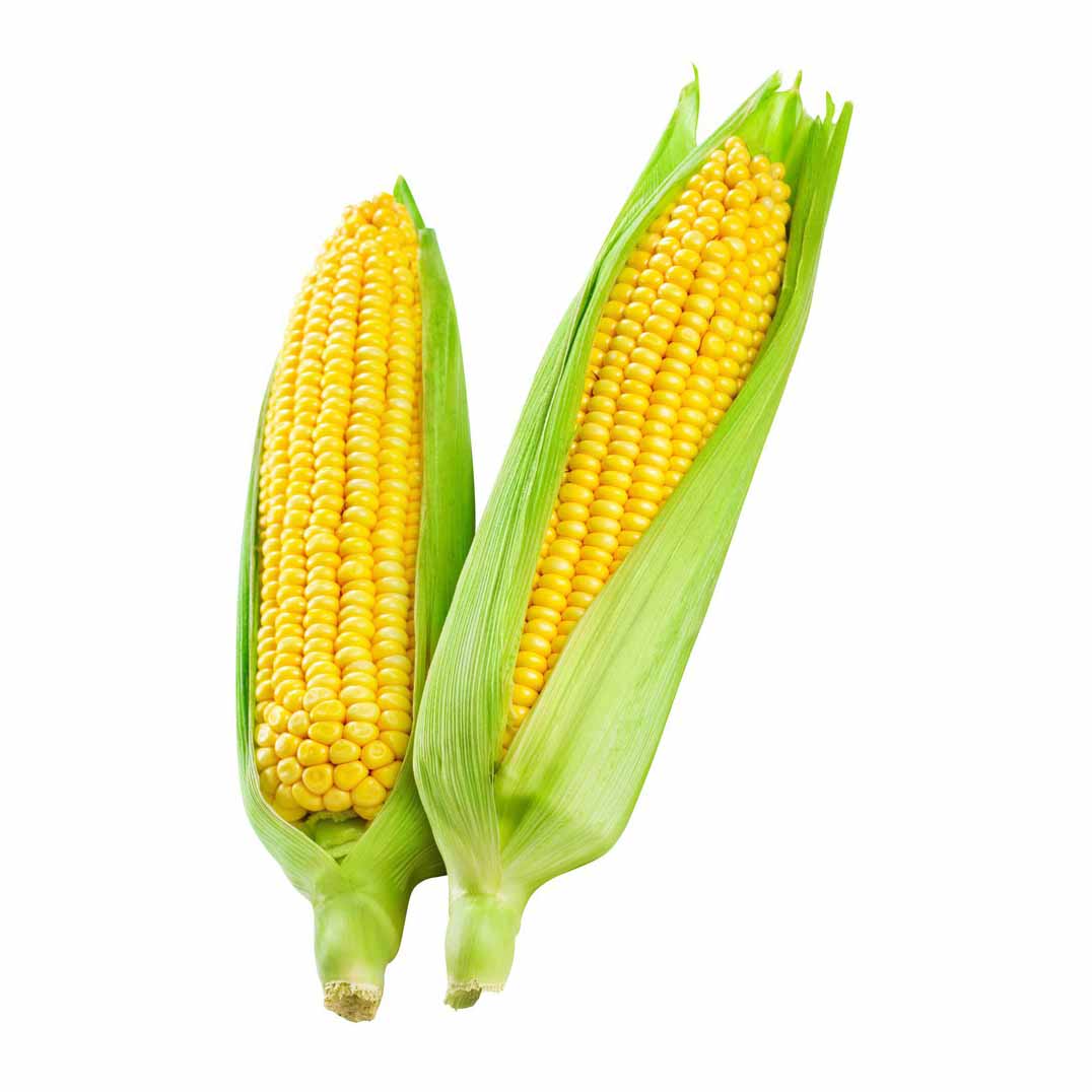 CORN YELLOW