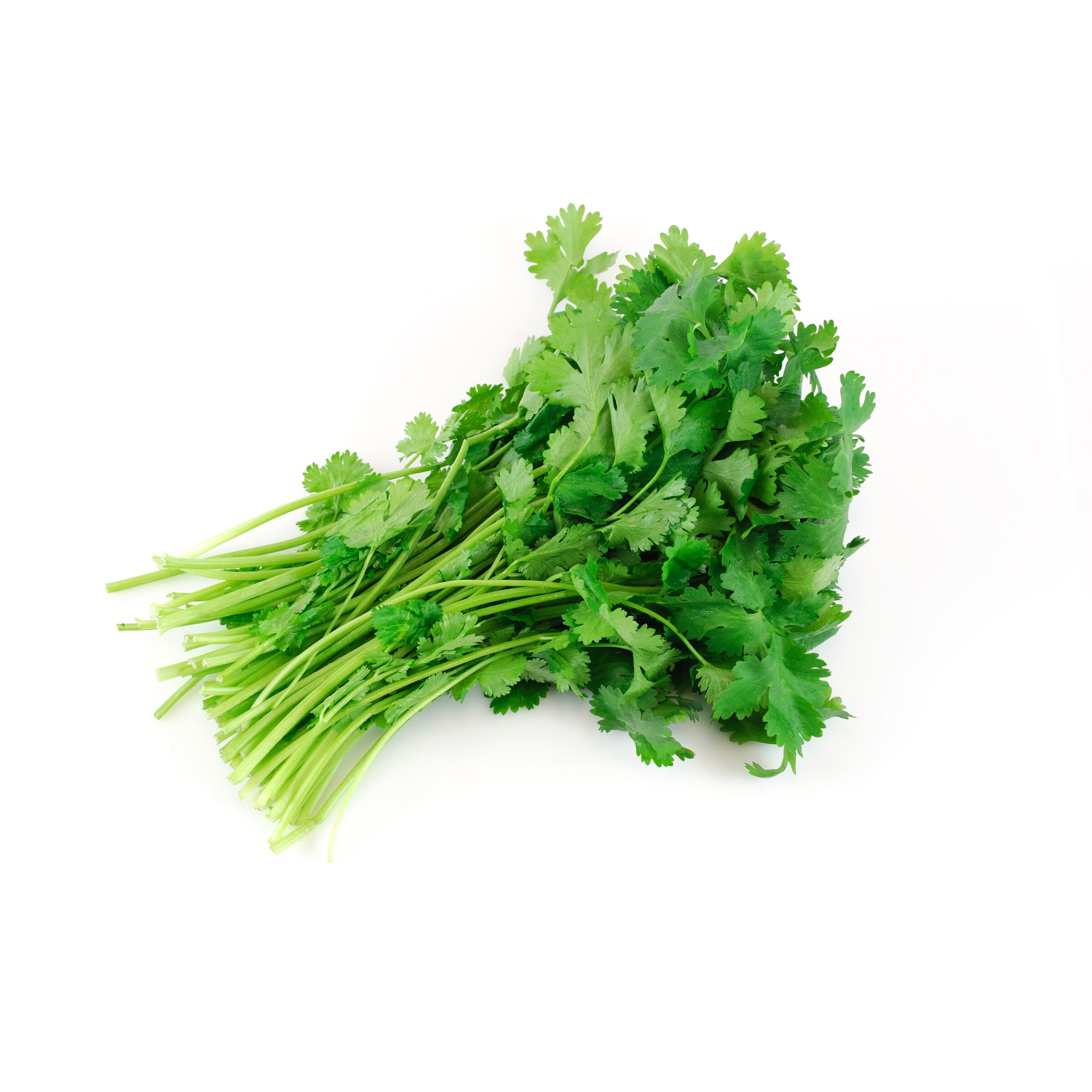 OG CILANTRO