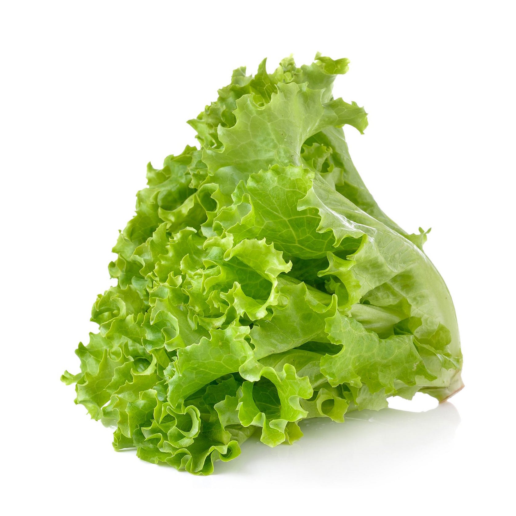 GREEN LEAF LETTUCE