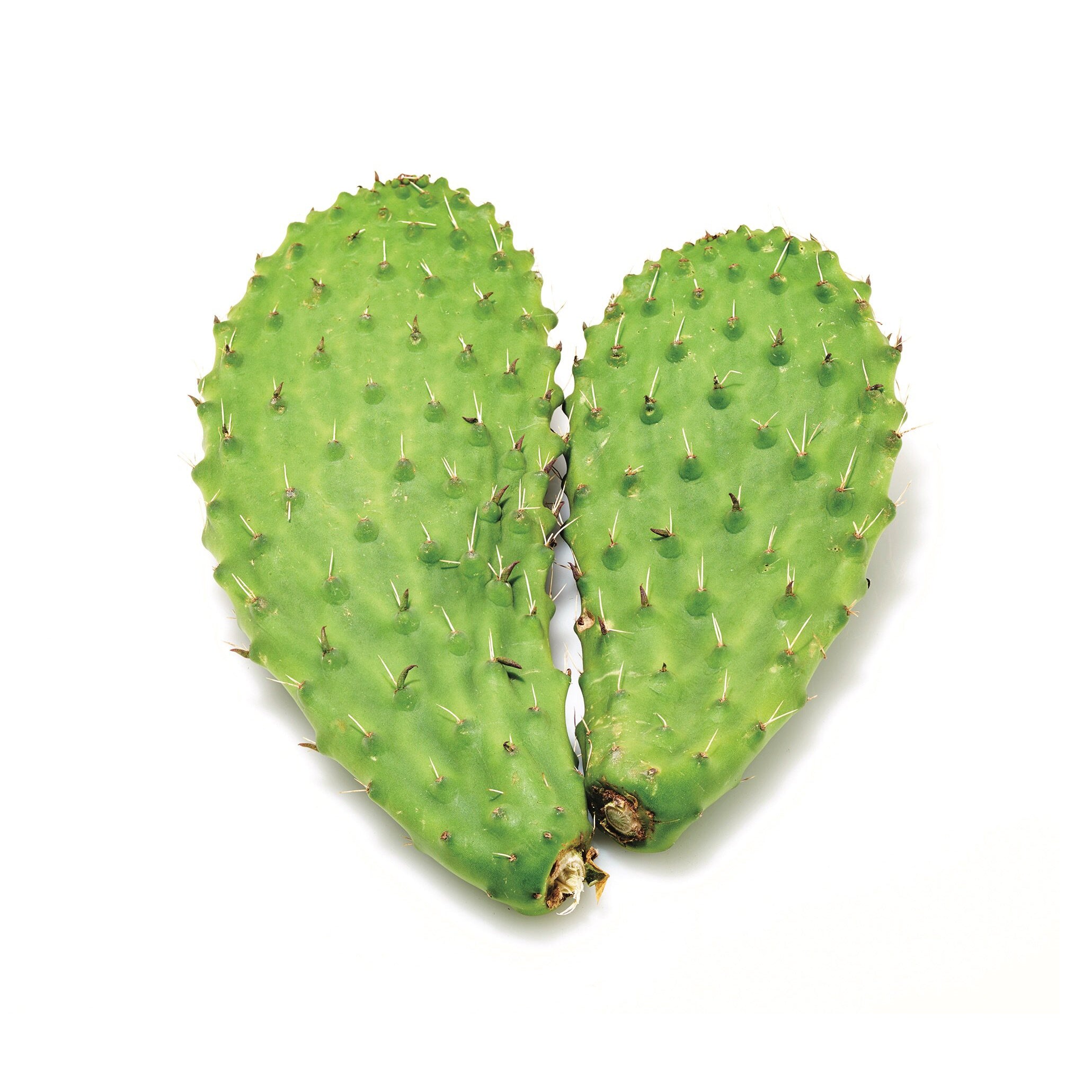 NOPAL