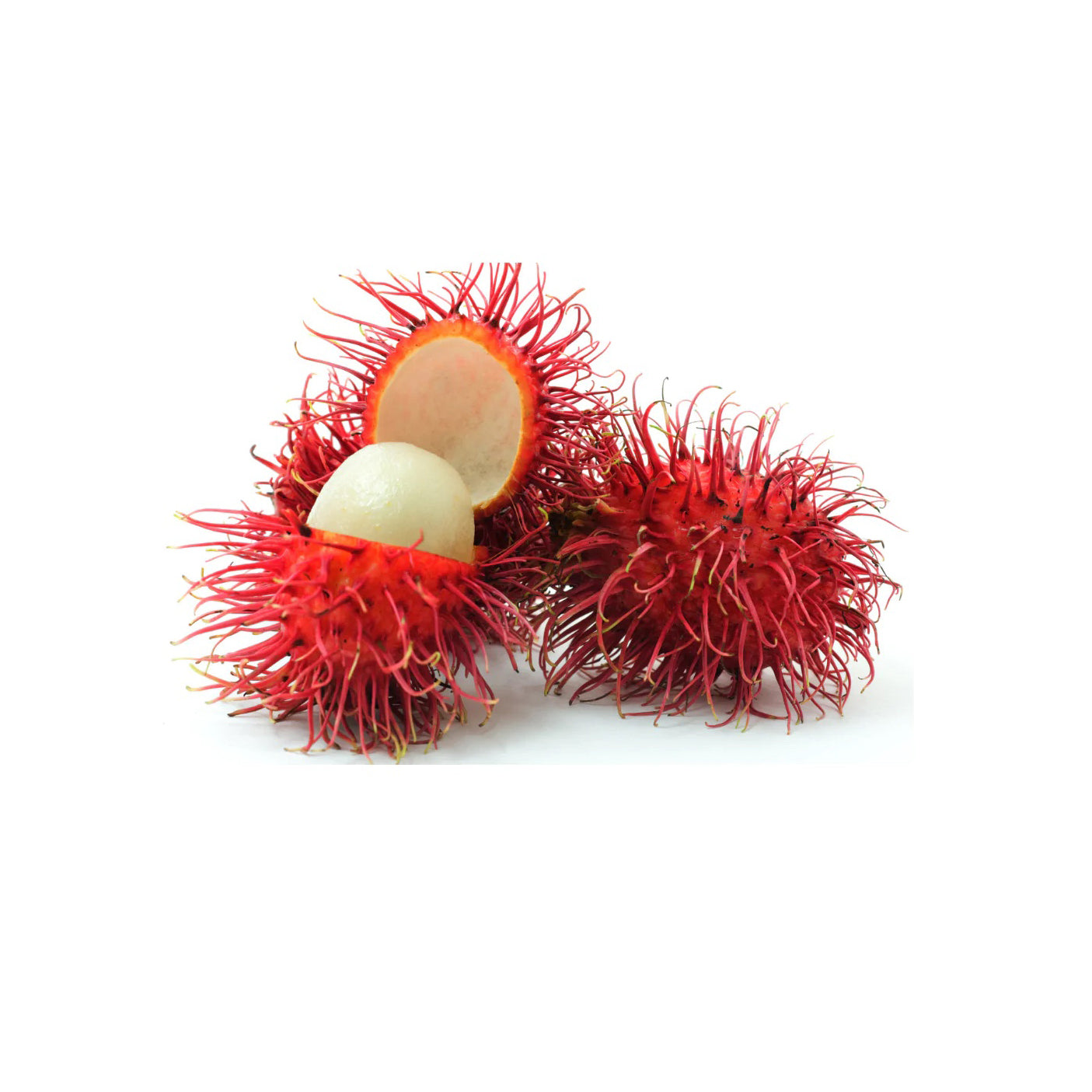 RAMBUTAN