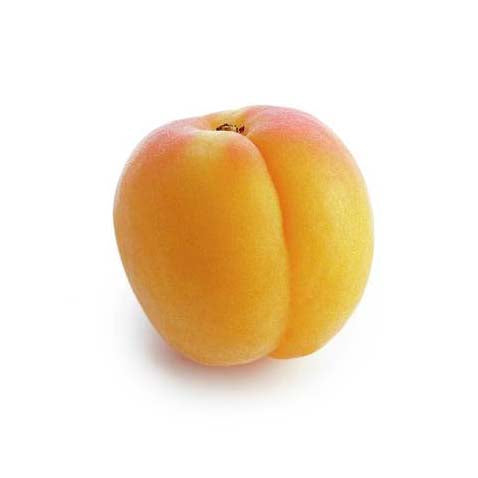 APRICOT