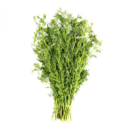 CILANTRO MACHO