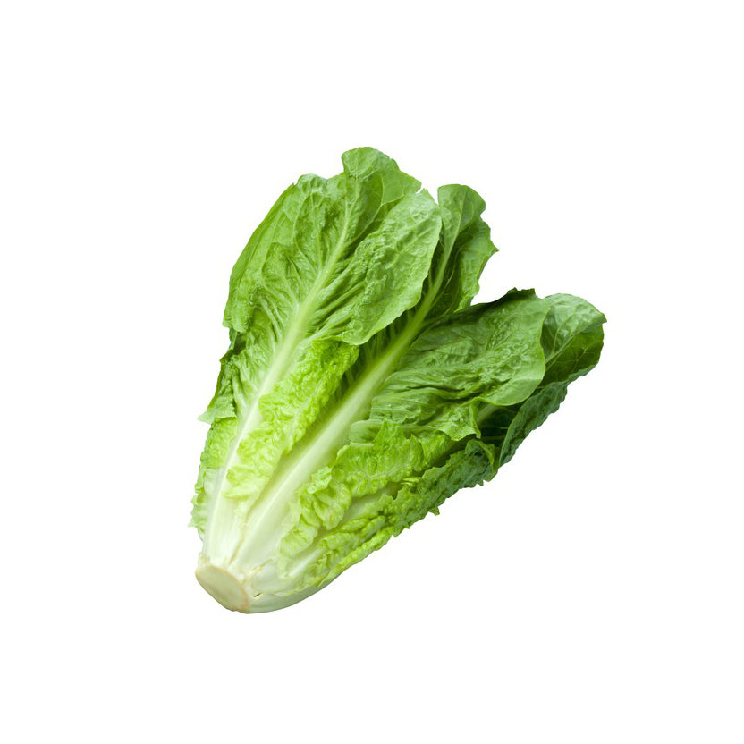 ROMAINE LETTUCE