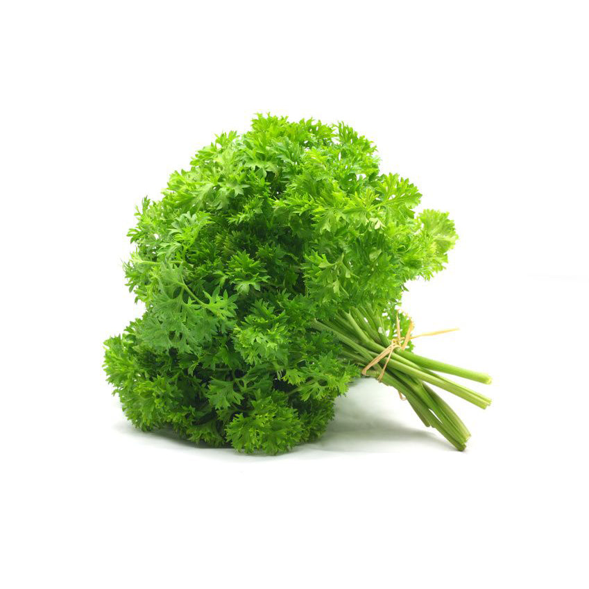 PARSLEY CURLY